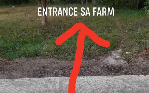 INCOME GENERATING FARM LOT IN TAYSAN BATANGAS
